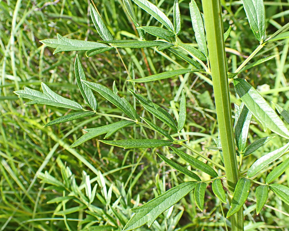 Image of Thalictrum amurense specimen.