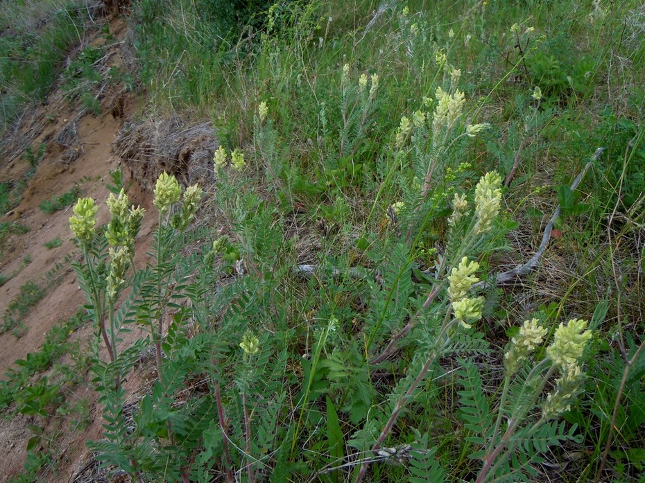 Image of Oxytropis pilosa specimen.