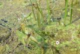 Sagittaria sagittifolia. Цветущее и плодоносящее растение. Тульская обл., Куркинский р-н, окр. степного ур. Горки, р. Дон, в воде у левого берега. 30 июля 2024 г.