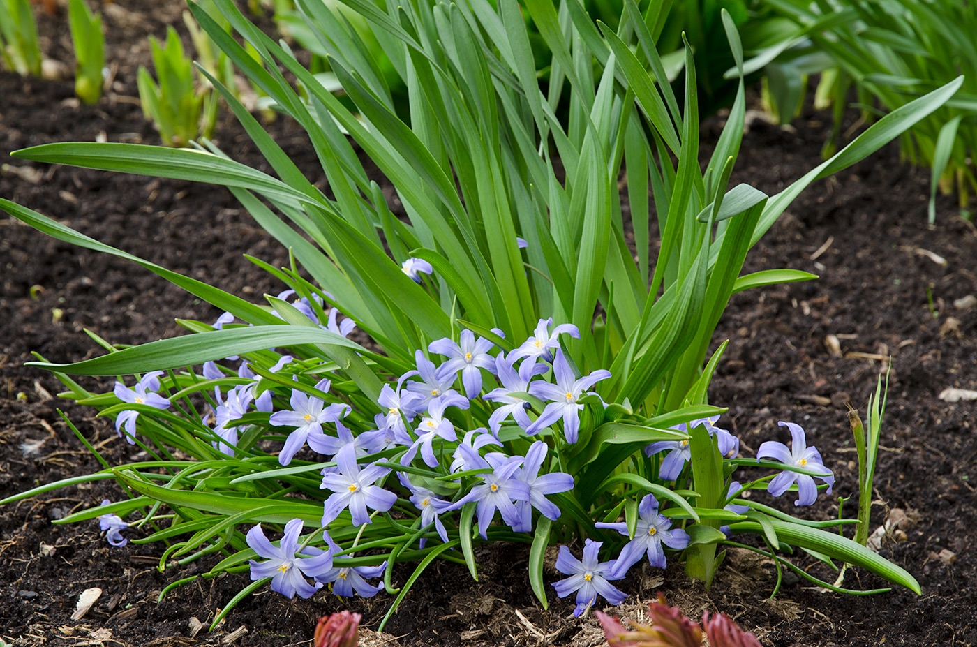 Изображение особи Chionodoxa luciliae.