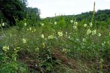 Alcea rugosa