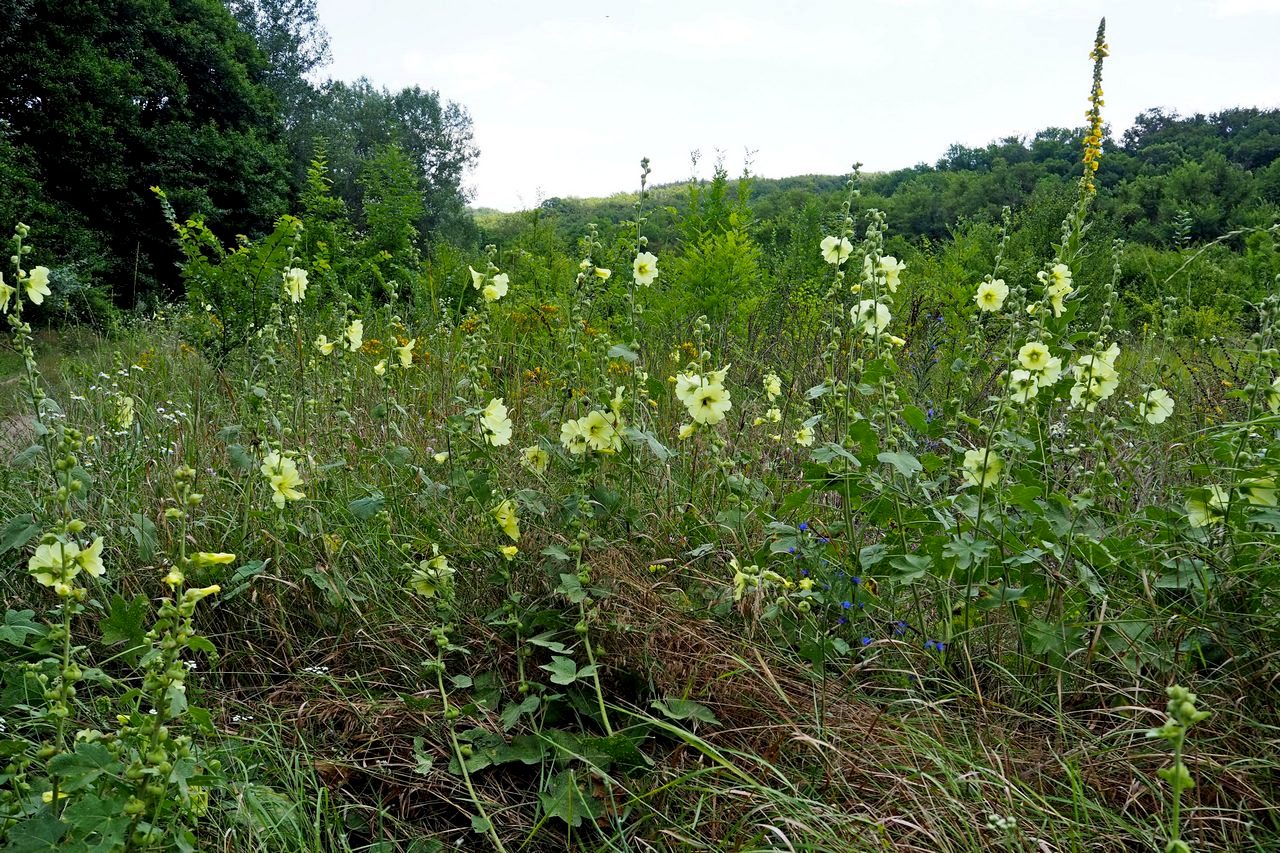 Image of Alcea rugosa specimen.