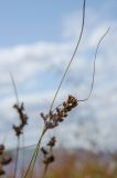 genus Juncus. Верхушка плодоносящего побега. Самарская обл., Ставропольский р-н, окр. с. Жигули, Молодецкий курган, берег зал. Жигулёвская Труба, каменная россыпь. 7 сентября 2023 г.