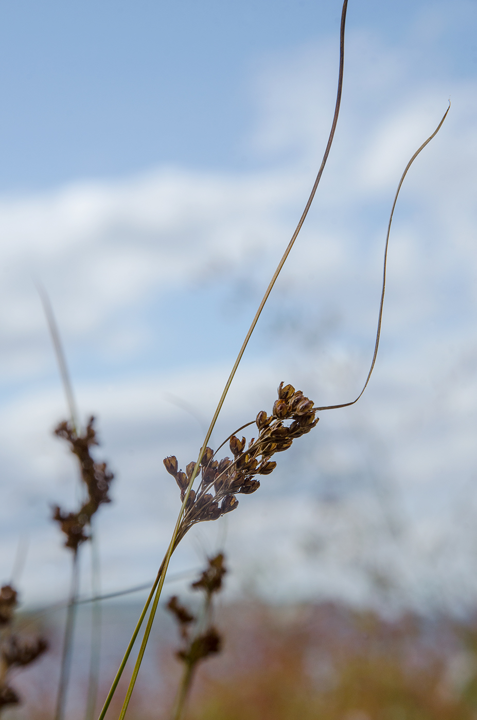 Изображение особи род Juncus.