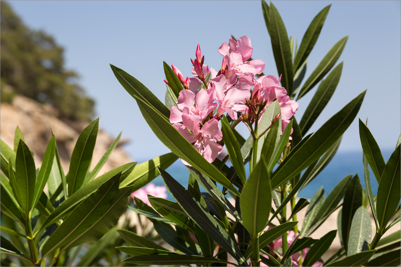 Изображение особи Nerium oleander.