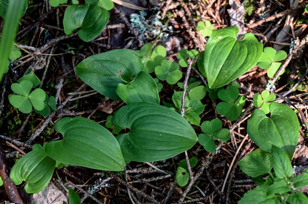 Изображение особи Maianthemum bifolium.