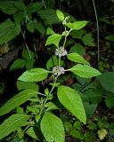 Mentha arvensis