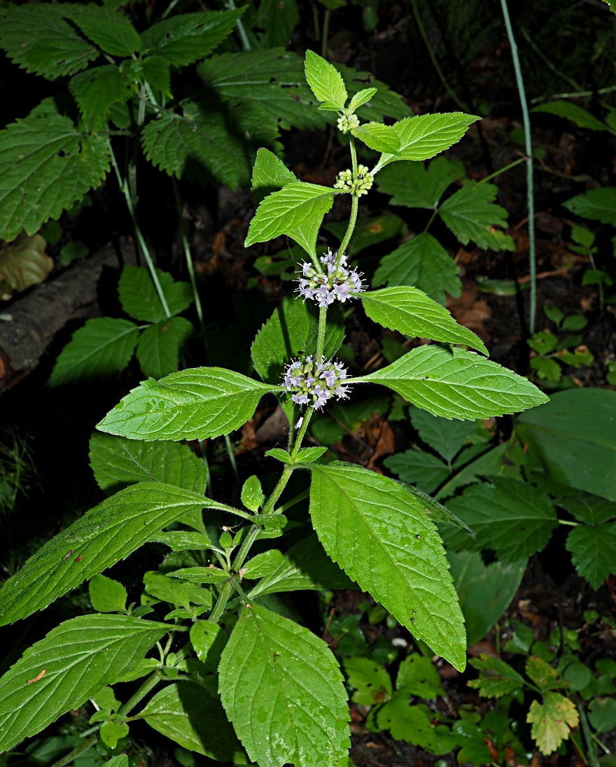 Image of Mentha arvensis specimen.