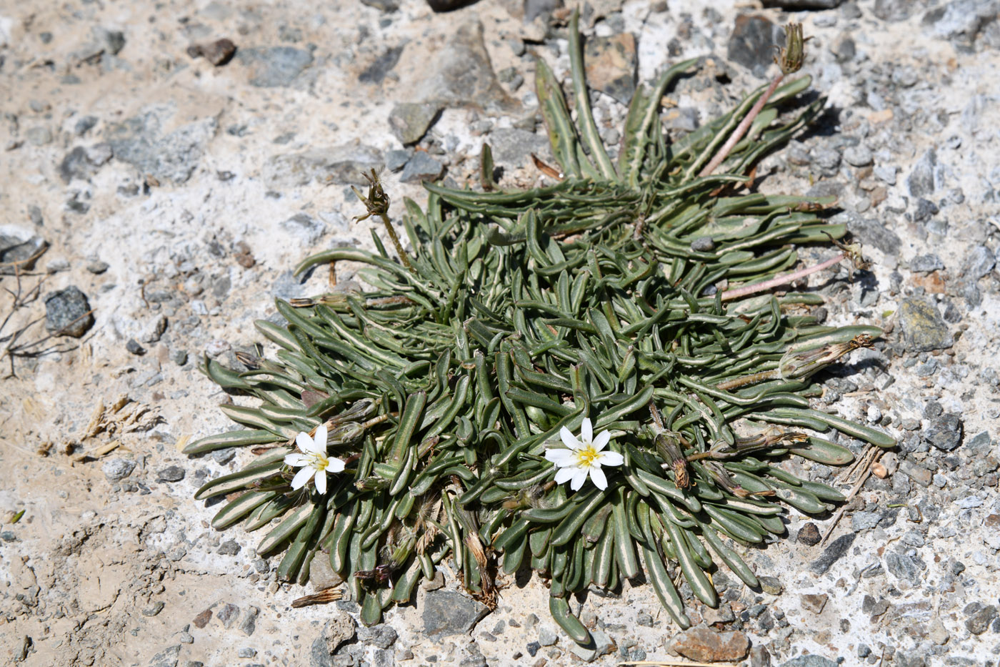 Image of Taraxacum candidatum specimen.