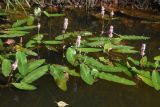 Persicaria amphibia. Цветущие растения. Калужская обл., Ульяновский р-н, р. Вытебеть, 700 м ниже устья безымянного руч., у берега в воде. 29 августа 2024 г.