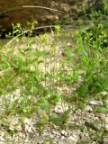Arabidopsis pumila