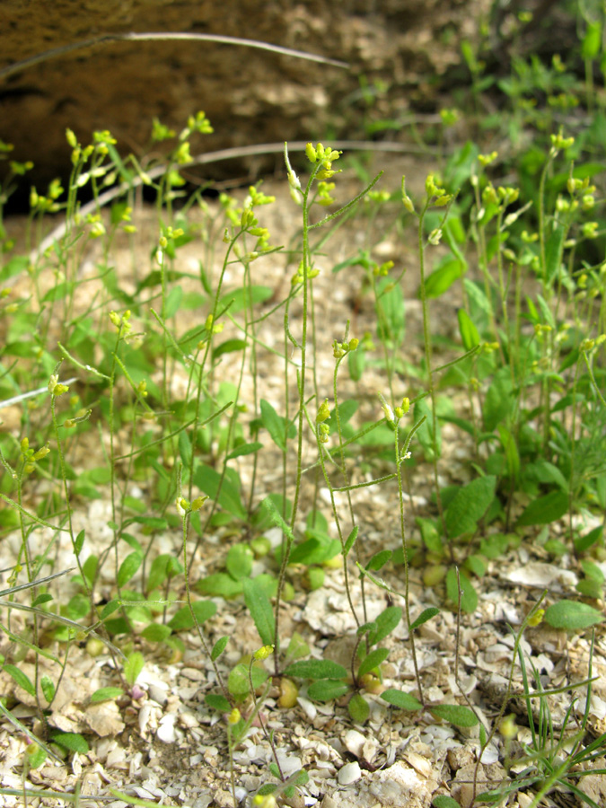 Изображение особи Arabidopsis pumila.