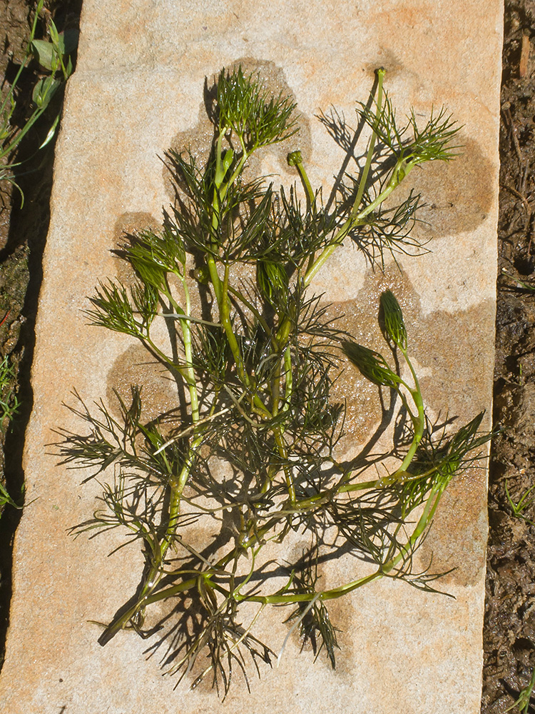 Image of Ranunculus trichophyllus specimen.