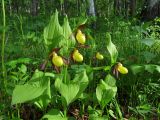 Cypripedium calceolus. Цветущие растения. Хакасия, Ширинский р-н, окр. с. Ефремкино, массив Тогыз-Аз, опушка лиственнично-берёзового леса. 08.06.2024.