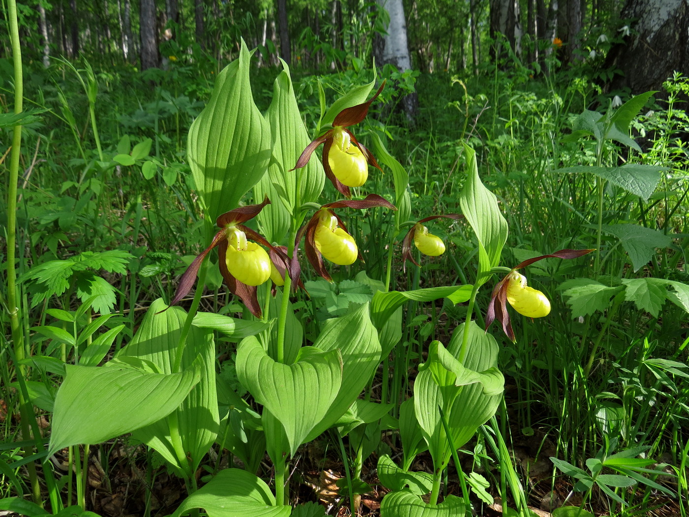 Image of Cypripedium calceolus specimen.