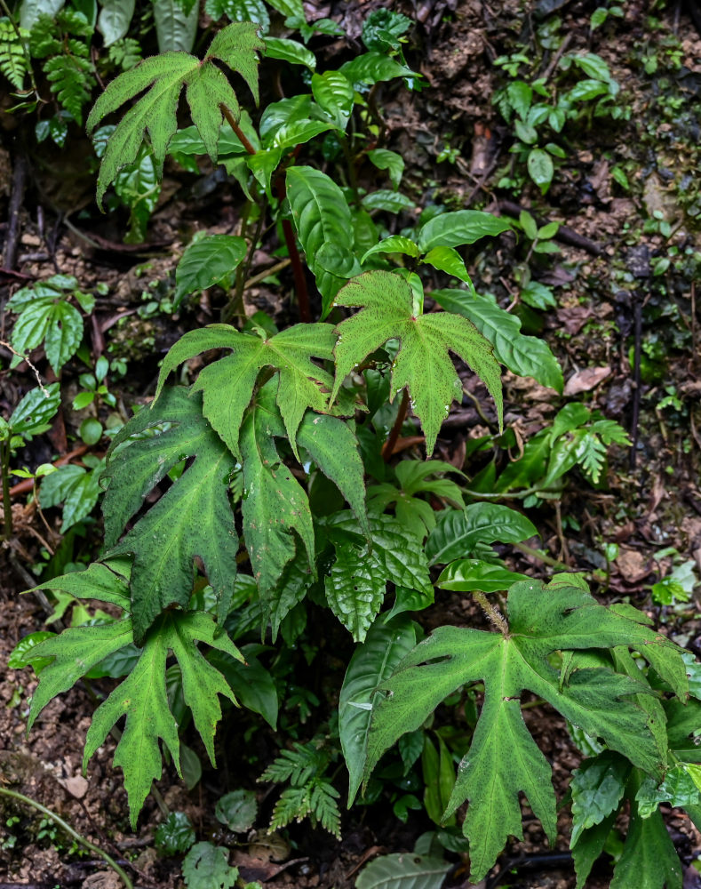 Image of genus Begonia specimen.