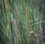 Typha angustifolia