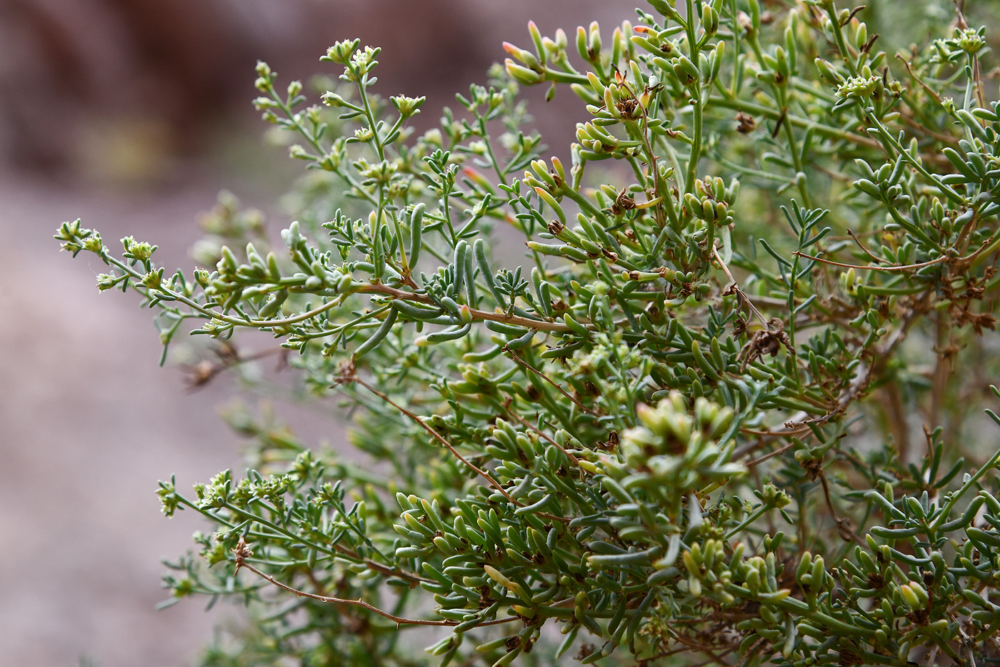 Image of Sympegma regelii specimen.