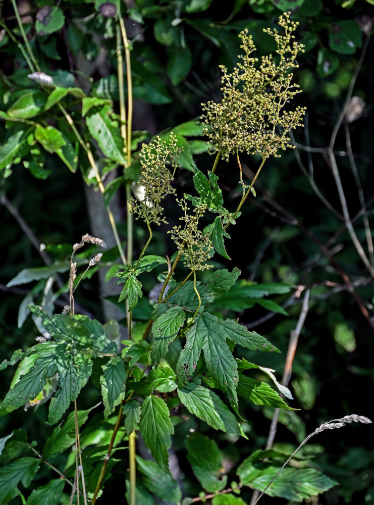 Изображение особи Filipendula ulmaria.