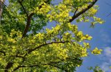 Zelkova carpinifolia