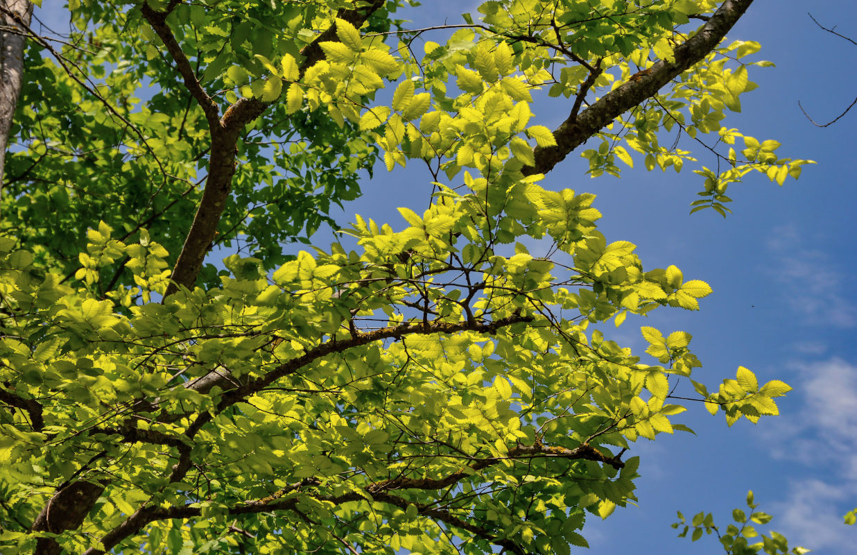 Image of Zelkova carpinifolia specimen.