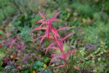 Chamaenerion angustifolium. Верхушка вегетирующего растения с листьями в осенней окраске. Мурманск, окр. оз. Среднее, заболоченный участок леса. 15.09.2024.