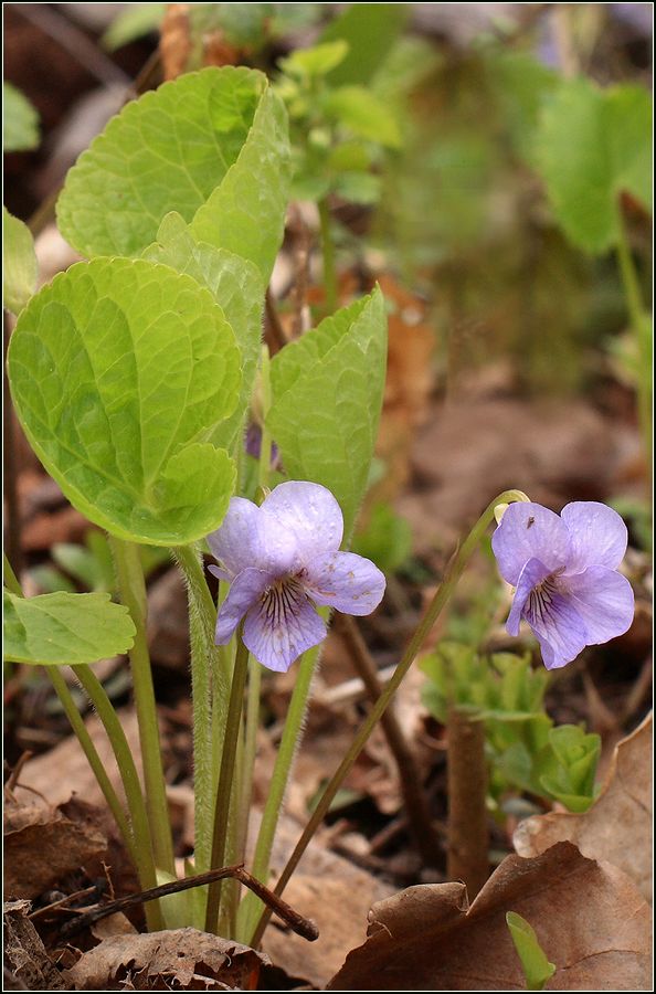 Image of Viola mirabilis specimen.