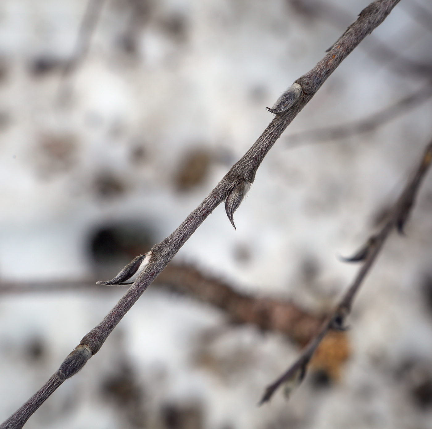 Image of Salix recurvigemmata specimen.