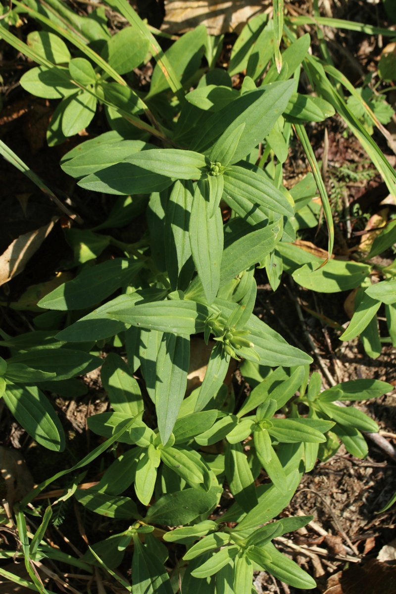 Image of Saponaria officinalis specimen.