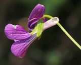 Смотреть изображение Viola × juzepczukii