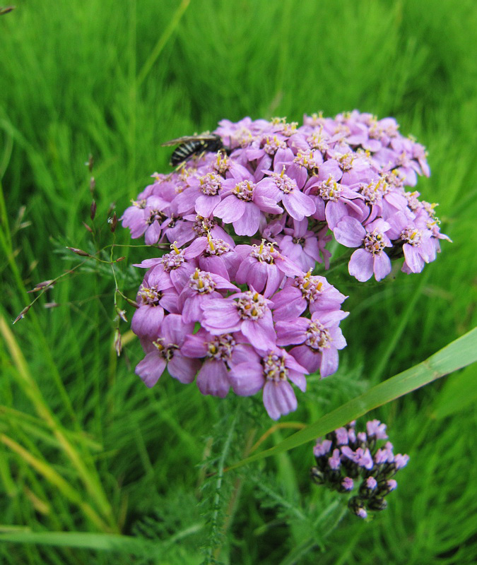 Image of Achillea millefolium specimen.