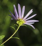 Смотреть изображение Boltonia lautureana