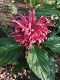 View full-size image Justicia carnea