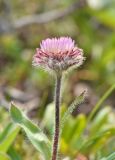 Смотреть изображение Erigeron thunbergii