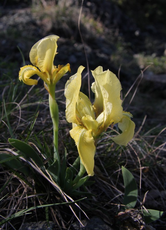 Изображение особи Iris lutescens.