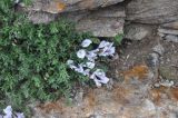 View full-size image Astragalus levieri