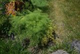 View full-size image Prangos ferulacea