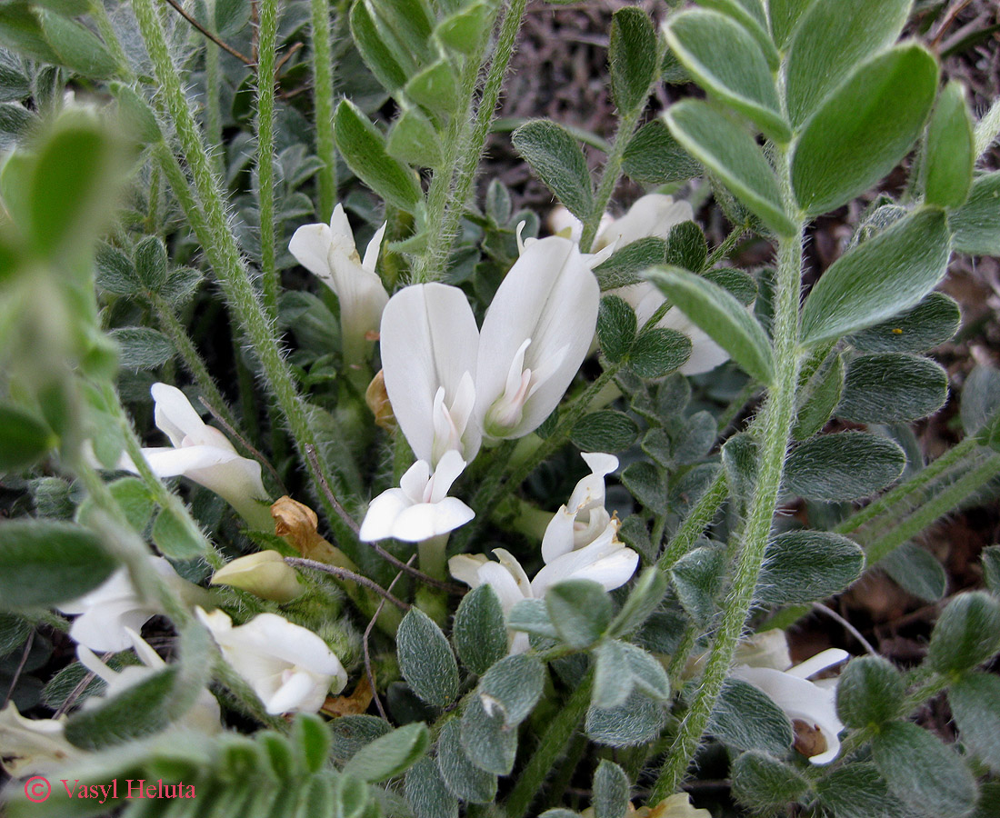 Image of Astragalus rupifragus specimen.