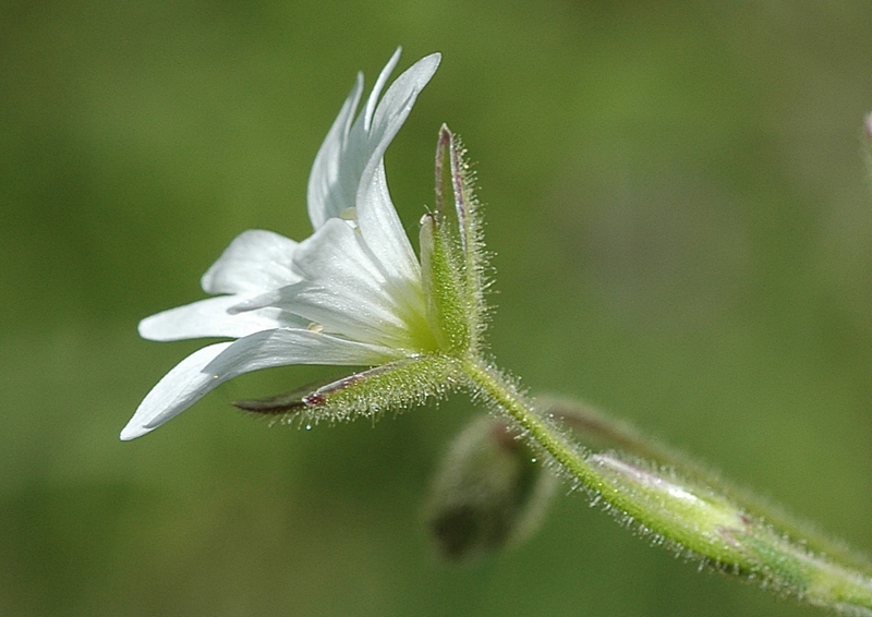 Изображение особи Cerastium pusillum.