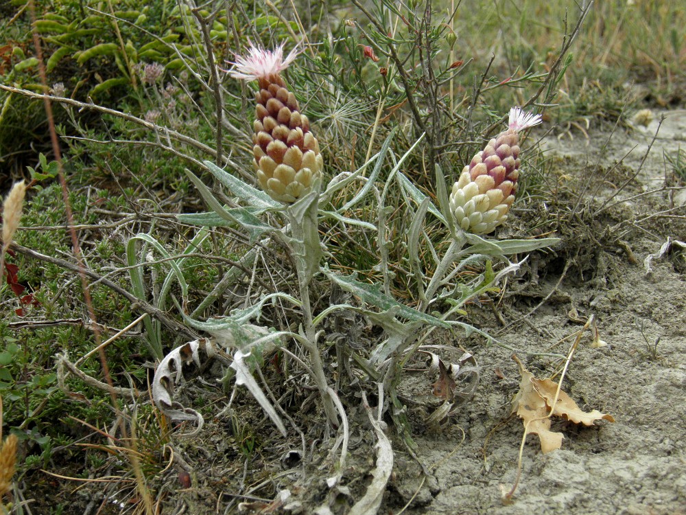 Изображение особи Rhaponticum coniferum.