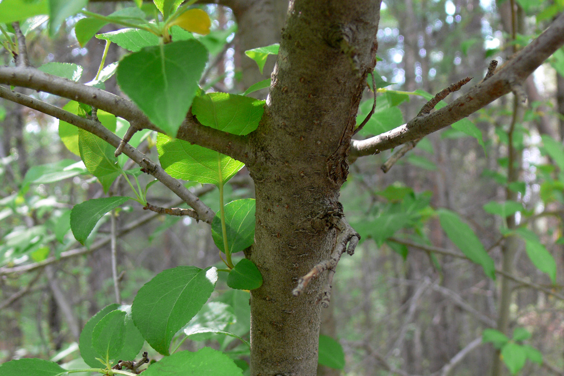 Image of Malus baccata specimen.