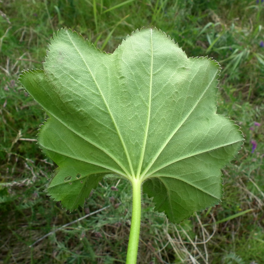 Изображение особи род Alchemilla.