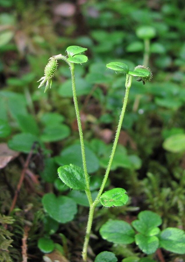 Изображение особи Linnaea borealis.