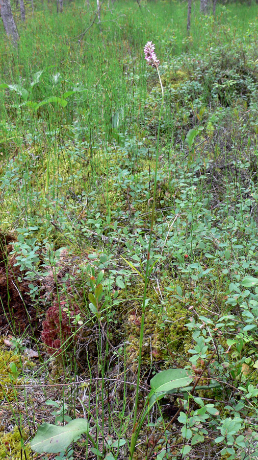 Image of Bistorta officinalis specimen.