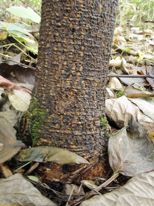 Image of Morus alba specimen.