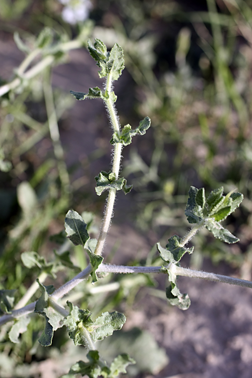 Image of Centaurea belangeriana specimen.