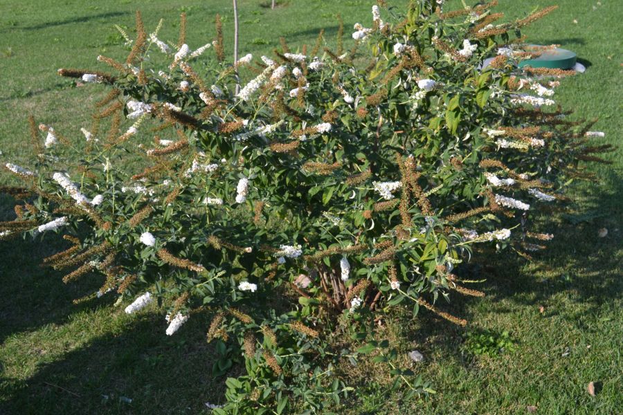 Image of genus Buddleja specimen.