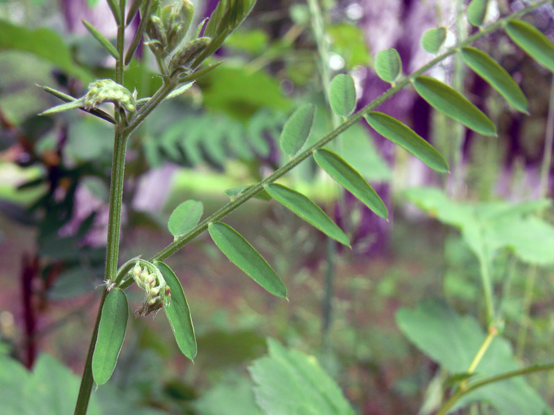 Image of Vicia cracca specimen.