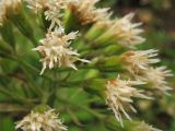 Petasites albus