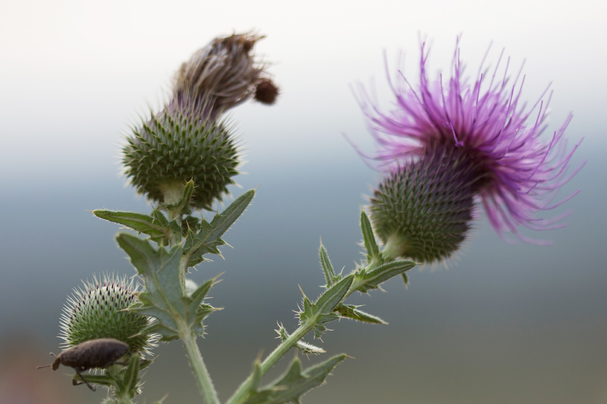 Изображение особи Cirsium ukranicum.